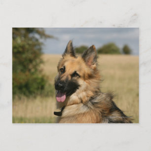 German Shepherd Sticking Tongue Briefkaart