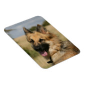 German Shepherd Sticking Tongue Magneet (Rechterzijde)