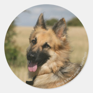 German Shepherd Sticking Tongue Ronde Sticker