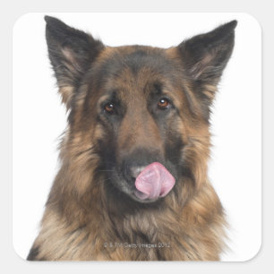 German Shepherd Vierkante Sticker