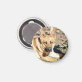 German Shepherd Wake Up, Magneet (Voorkant / Achterkant)