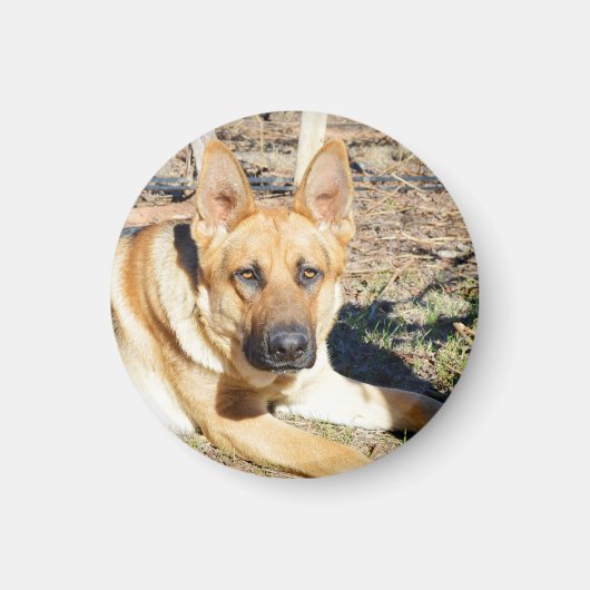 German Shepherd Wake Up, Magneet (Voorkant)