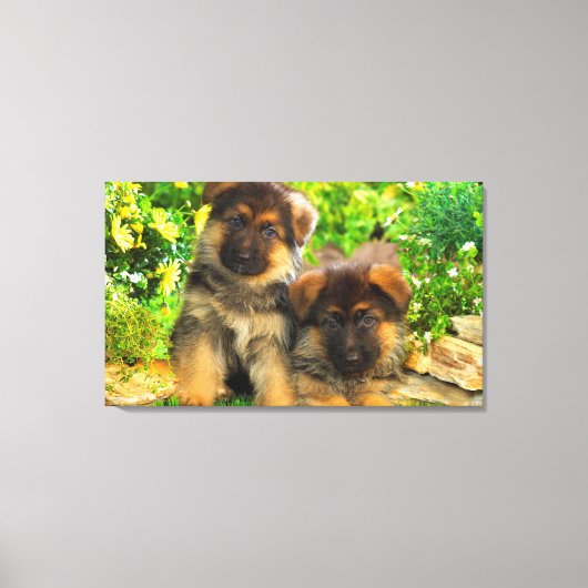 German Shepherds Canvas Afdruk (Voorkant)