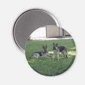German Shepherds Magneet (Voorkant / Achterkant)