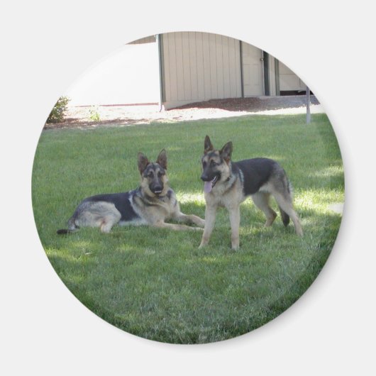German Shepherds Magneet (Voorkant)