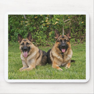 German Shepherds Muismat