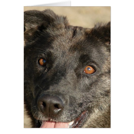 German Sherpherd Mix (Voorkant)