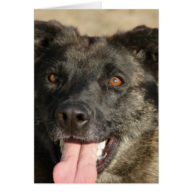 German Sherpherd Mix (Voorkant)