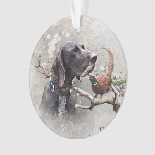 german shorthaired pointer, gsp (devant)