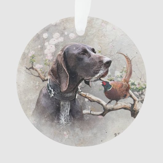 german shorthaired pointer, gsp (devant)