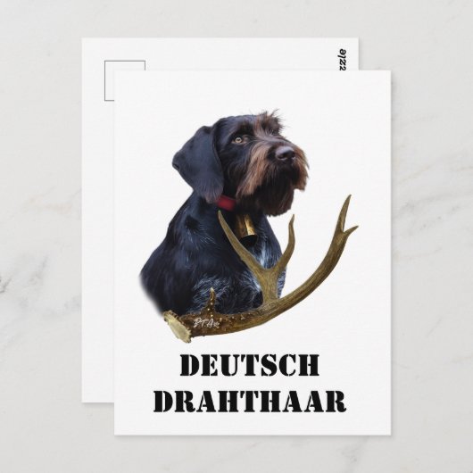 German Wirehaire Pointer Briefkaart (Voorkant / Achterkant)