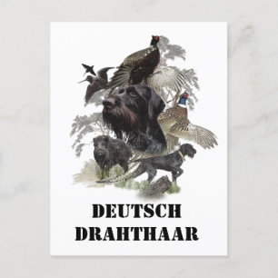 German Wirehaire Pointer Briefkaart