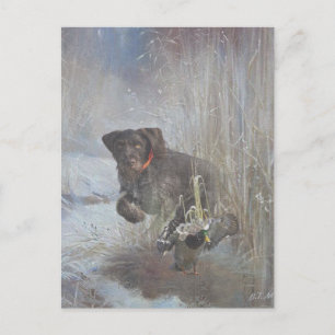 German Wirehaire Pointer Briefkaart