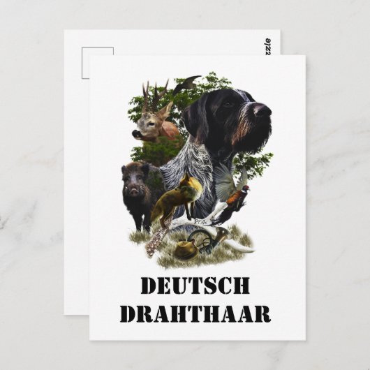 German Wirehaire Pointer Briefkaart (Voorkant / Achterkant)
