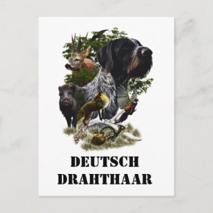 German Wirehaire Pointer Briefkaart