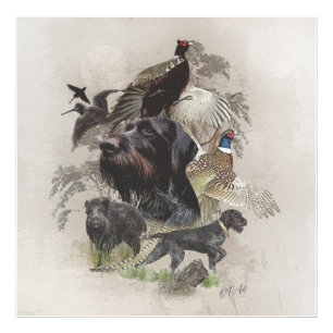 German Wirehaire Pointer Foto Afdruk