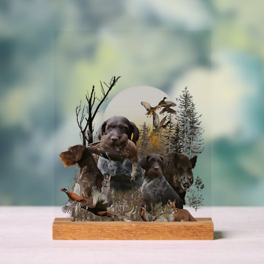 German Wirehaired Pointer, GWP (Neutre)