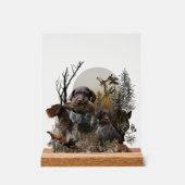 German Wirehaired Pointer, GWP (Recto)