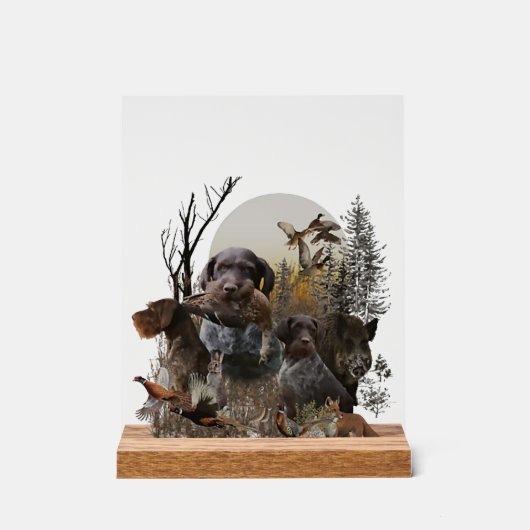 German Wirehaired Pointer, GWP (Recto)