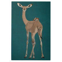 GERNUK ET PLANEUR DE SUCRE