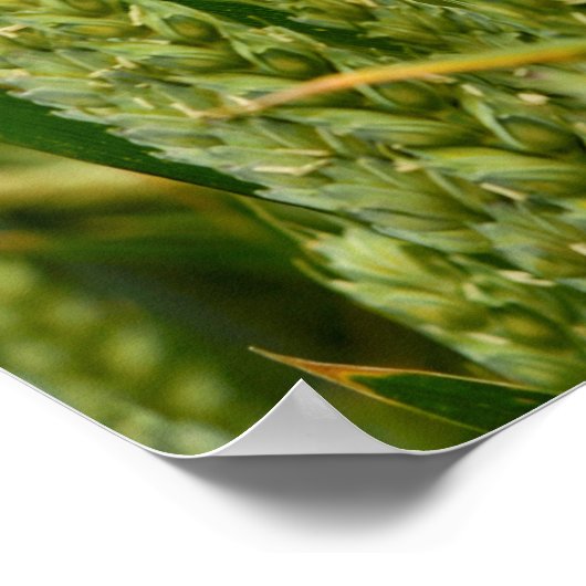 gersteoogst poster (Hoek)