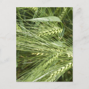 gersteveld briefkaart