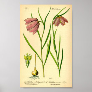 Geruite Lelie (meleagris Fritillaria) Poster