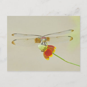 Geruite Setwing (Dythemis fugax) op Mexicaans Briefkaart