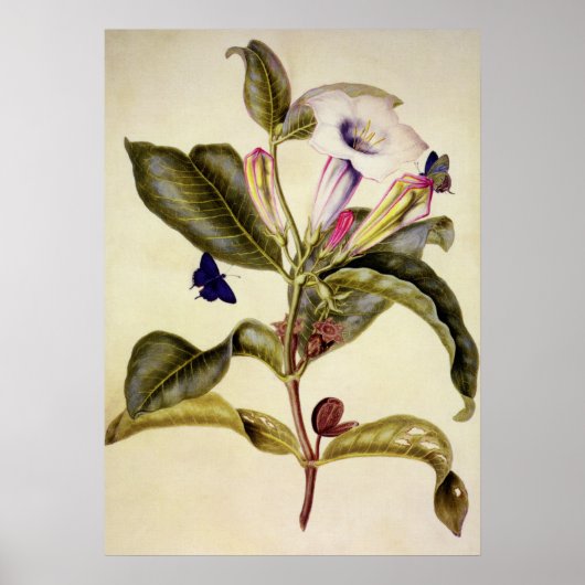 Gesacrode datura en blauwe vlinder poster (Voorkant)