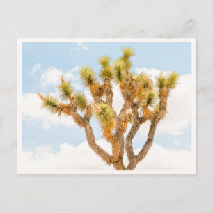 Geschenkfoto voor Joshua Tree National Park-liefhe Briefkaart