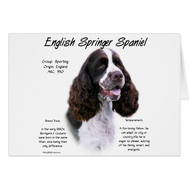 Geschiedenis Engels Springer Spaniel (lever) (Voorkant Horizontaal)
