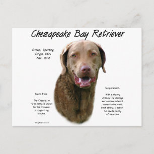 Geschiedenis van Chesapeake Bay Retriever Briefkaart
