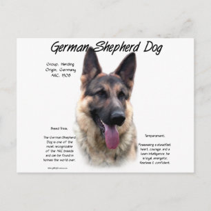 Geschiedenis van de Duitse Shepherd Dog (sable) Briefkaart