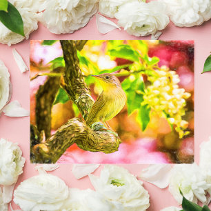 Geschilderd huis Wren Bird Briefkaart