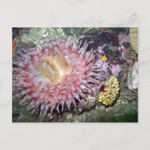 Geschilderd Tealia Anemone - Briefkaart