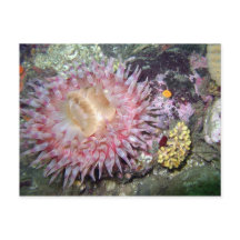 Geschilderd Tealia Anemone - Briefkaart