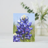 "Geschilderde" Bluebonnet Briefkaart (Staand voorkant)