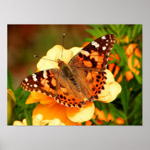 Geschilderde Dame Vlinder Foto Poster