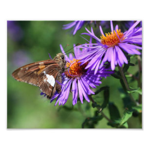 Geschilderde Dame Vlinder Op Wilde Aster Bloem 8x1 Foto Afdruk
