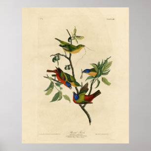 Geschilderde Finch (Bunting) Audubon's vogels in A Poster