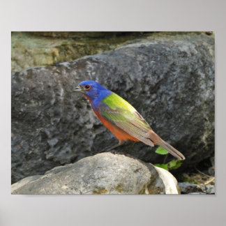 Geschilderde Gors Kleurrijke Vogel Fotografie Poster