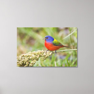 Geschilderde Gors (Passerian ciris) mannetje dat g Canvas Afdruk