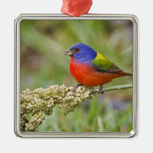Geschilderde Gors (Passerian ciris) mannetje dat g Metalen Ornament