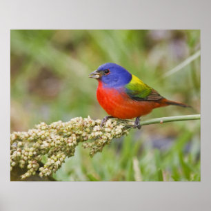 Geschilderde Gors (Passerian ciris) mannetje dat g Poster