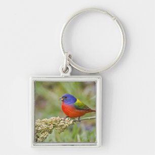 Geschilderde Gors (Passerian ciris) mannetje dat g Sleutelhanger