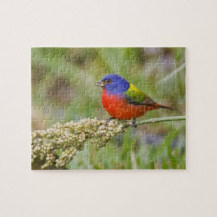 Geschilderde Gors (Passerina ciris) mannetje dat g Legpuzzel