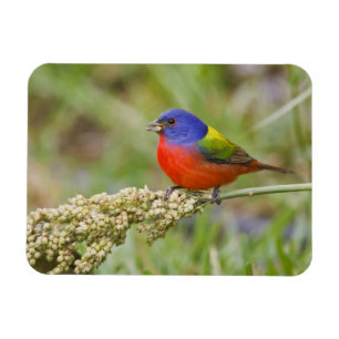 Geschilderde Gors (Passerina ciris) mannetje dat g Magneet
