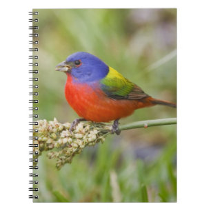 Geschilderde Gors (Passerina ciris) mannetje dat g Notitieboek