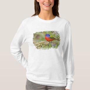 Geschilderde Gors (Passerina ciris) mannetje dat g T-shirt