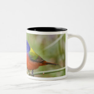 Geschilderde Gors (Passerina ciris) mannetje dat g Tweekleurige Koffiemok